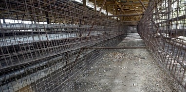 Дезинфекция животноводческих помещений