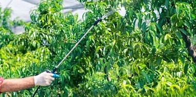Обработка деревьев от вредителей и болезней
